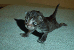 chat
